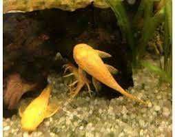 Желтые сомики анциструсы