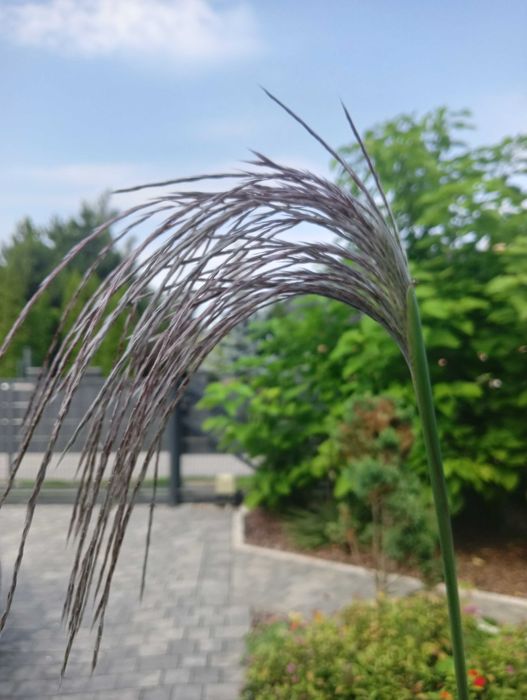Miskant olbrzymi kłącza trawa ozdobna, żywopłot 1 szt. mrozoodporność