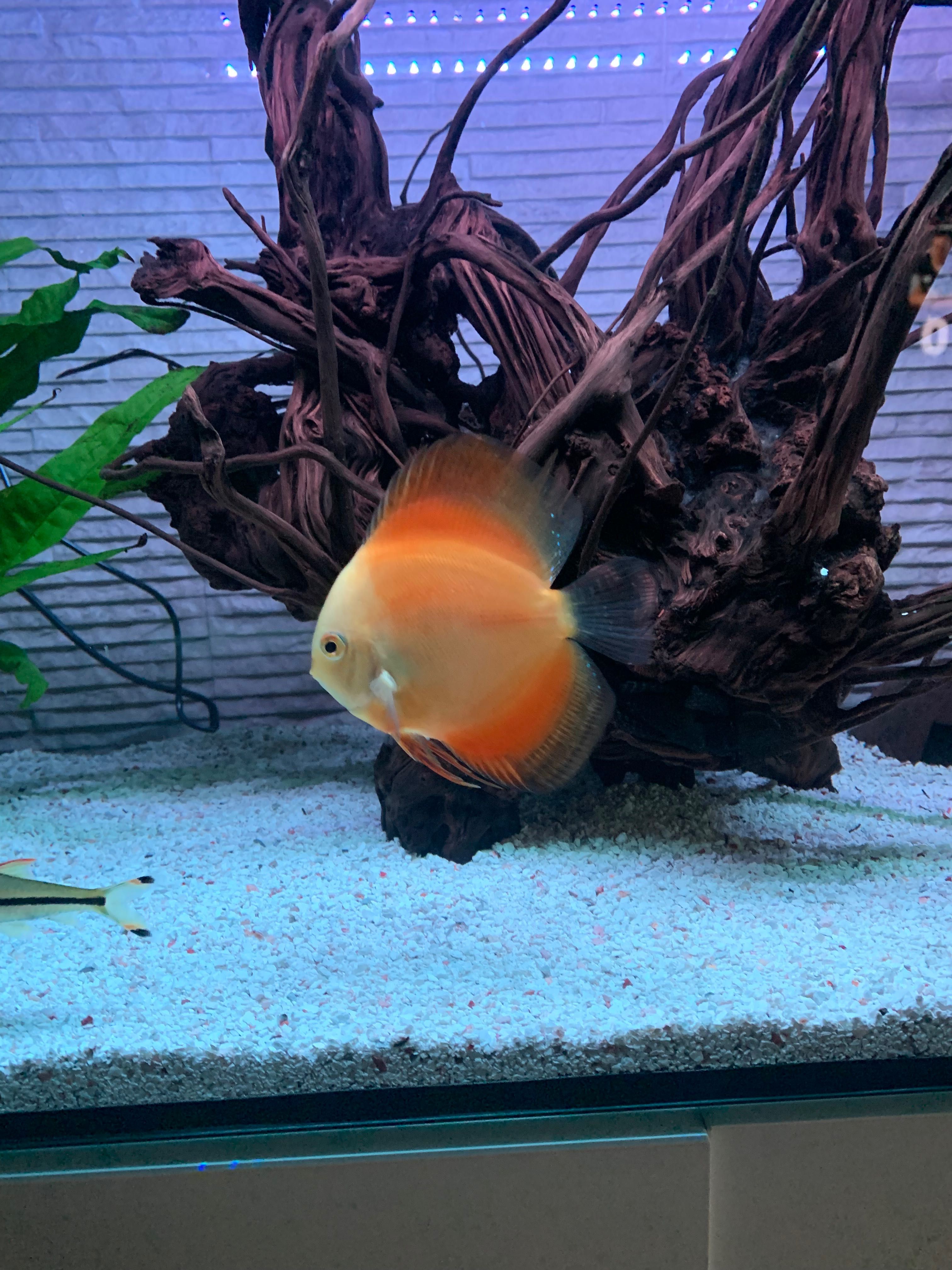 Discus com aproximadamente 10 cm