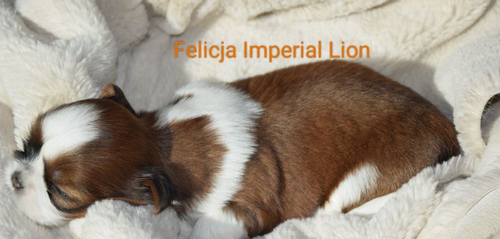 Felicja Shih Tzu suczka dziewczynka szczeniak rodowód