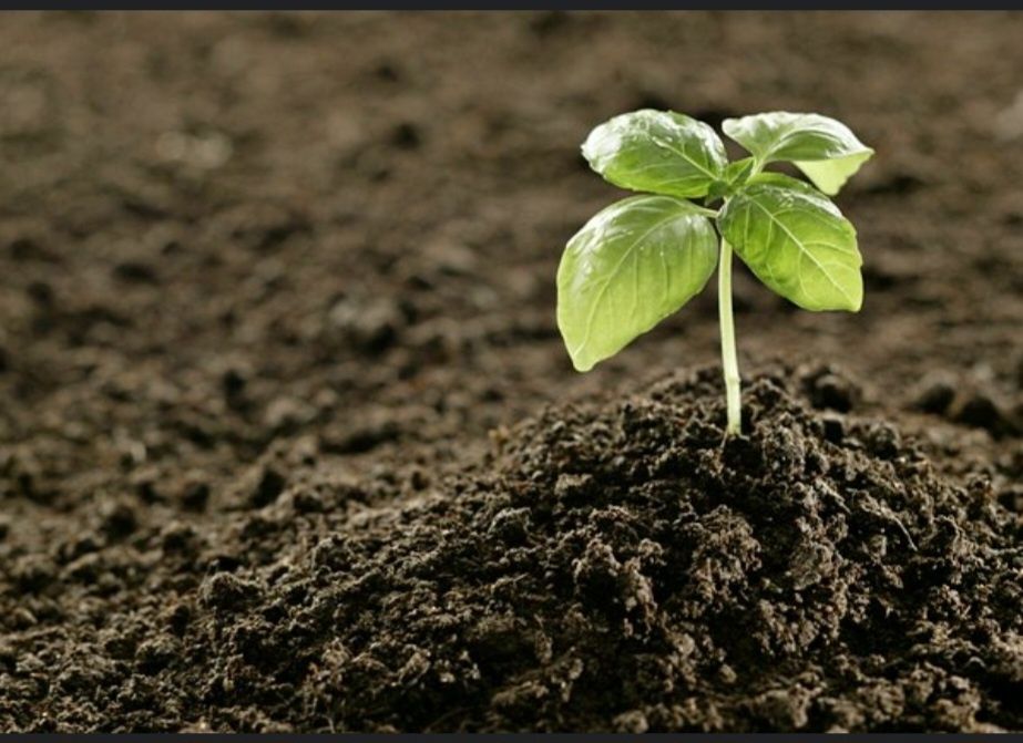 Продам Чернозем!Перегной Навоз Чернозем биогумус, перегной,  торф.