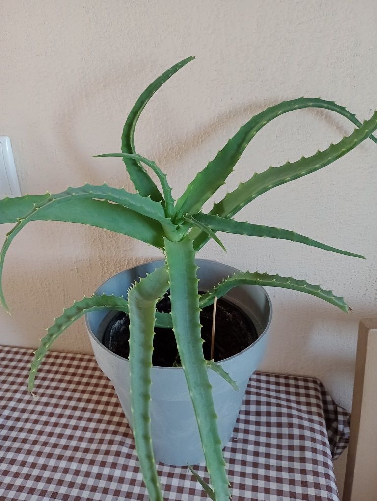 Sprzedam kwiat doniczkowy aloes