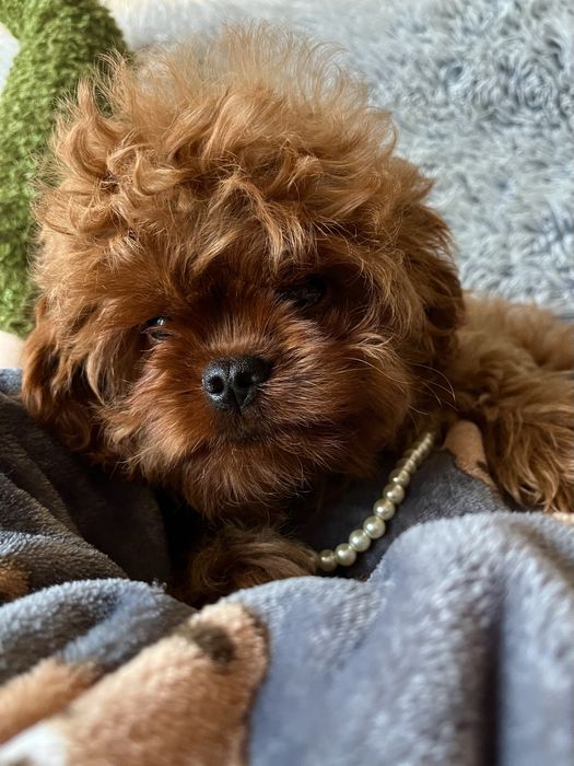 Гламурный мальчик мальтипу, Кавапу