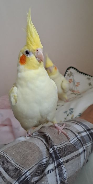 Papużki nimfy (corelle) i klatka