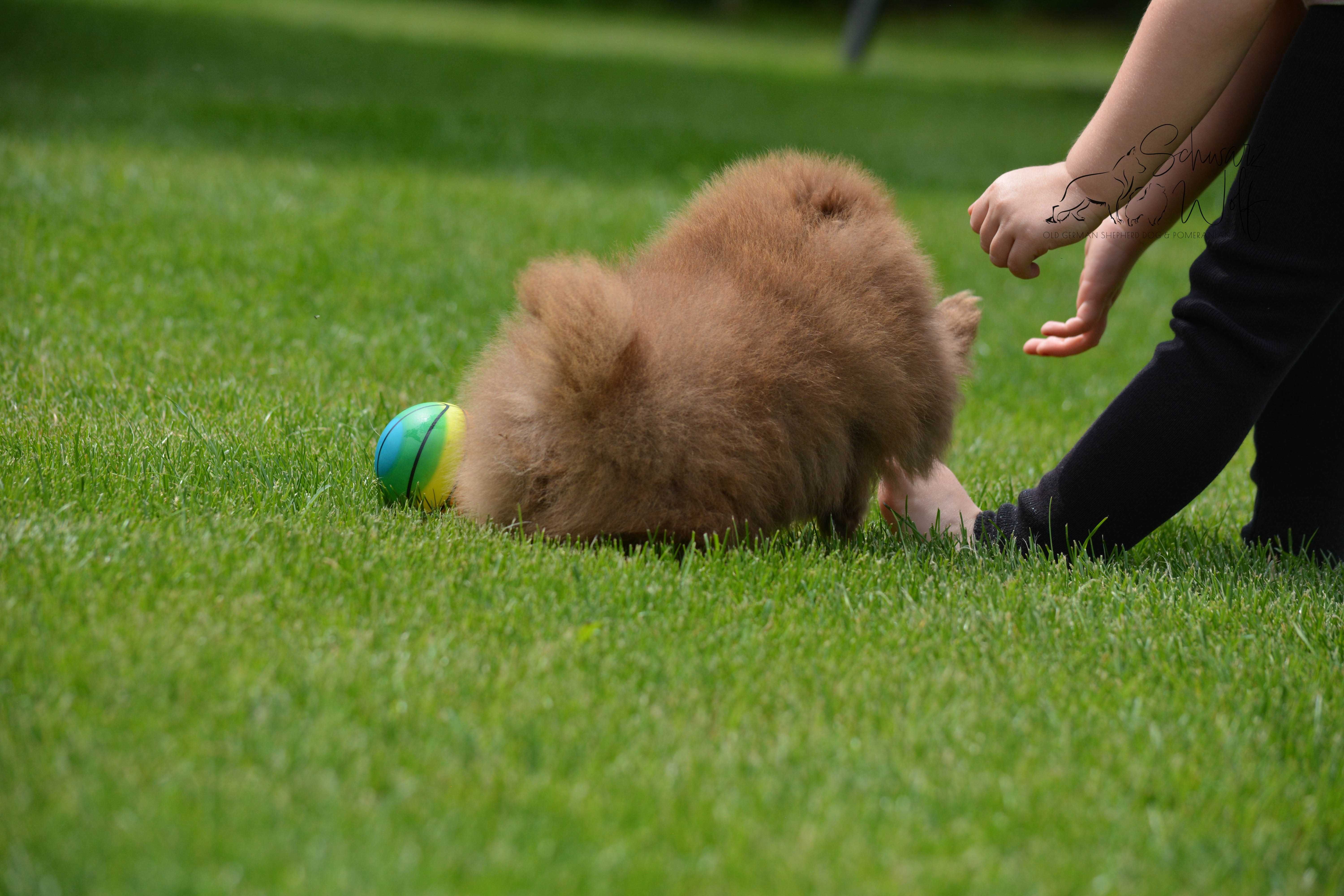 Szpic Miniaturowy Pomeranian czekoladowa dziewczynka