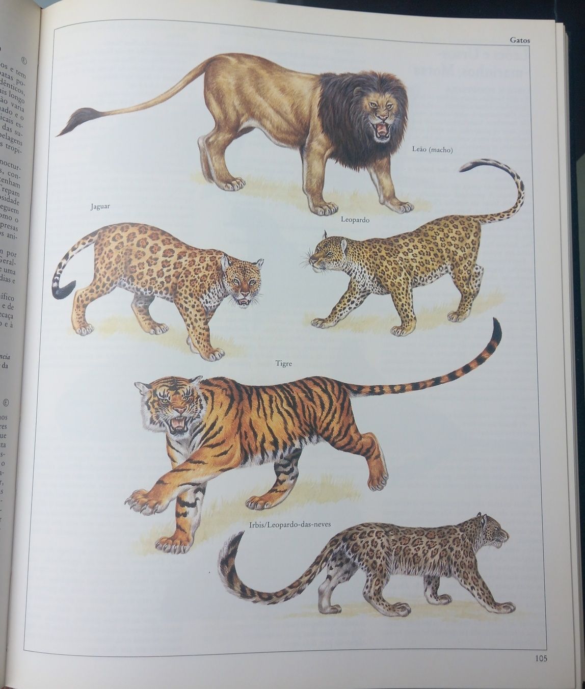 Moderna enciclopédia de animais lexicoteca