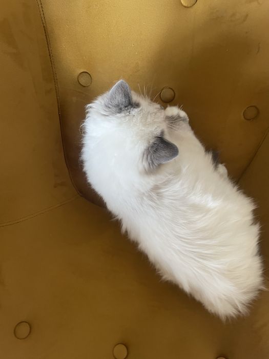 Kocurek Ragdoll wnuk Championa  rodzice FPL badania genetyczne cudny