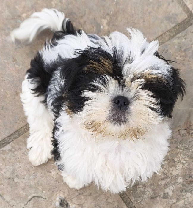 Shih Tzu bebé, brincalhão e muito meigo
