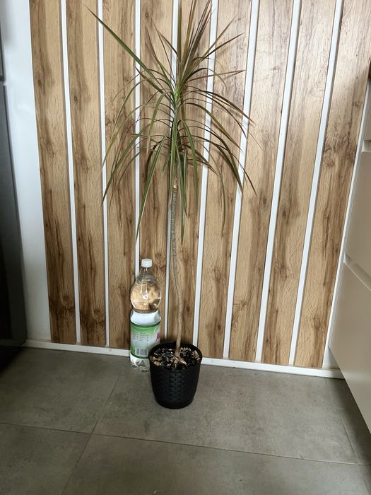Zamieniam roslinki na koty ;) dracena