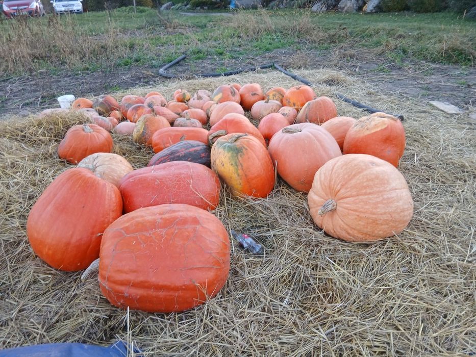 Dynia jadalna halloween hokkaido ozdobna