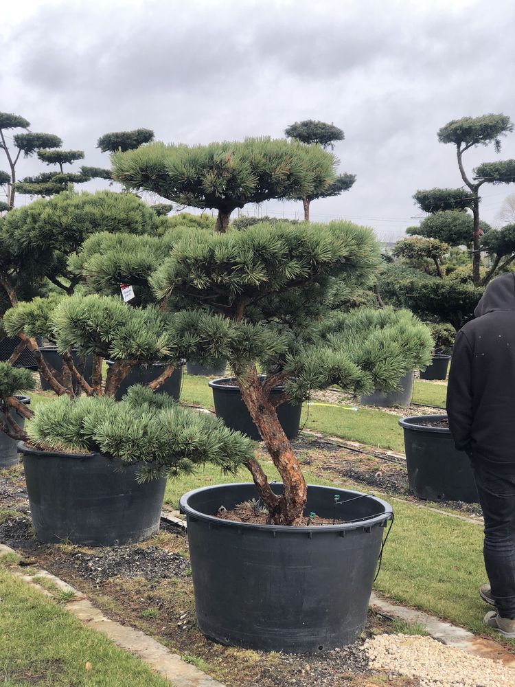 Bonsai Niwaki sosna jałowiec cis BONSAI PARK