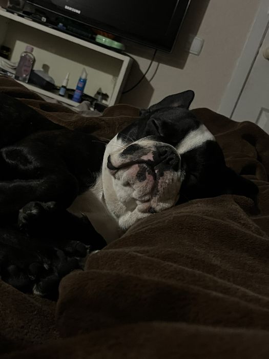 Вязка Французкий бульдог