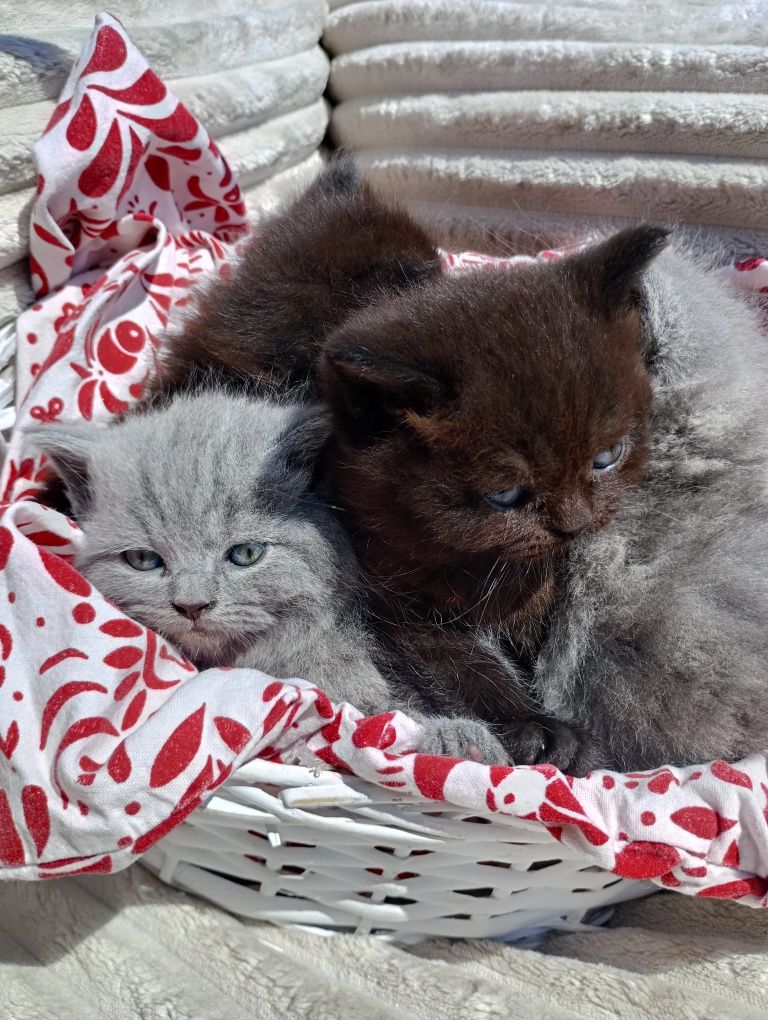 Kot brytyjski niebieski krótkowłosy długowłosy Whiskas