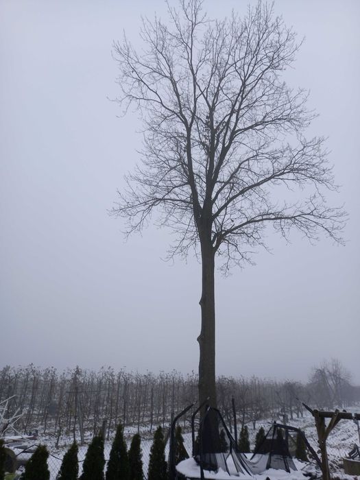 Sprzedam drzewo dębowe