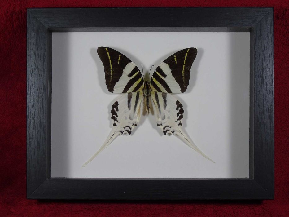 Motyl w ramce 22x17cm . Graphium androcles .