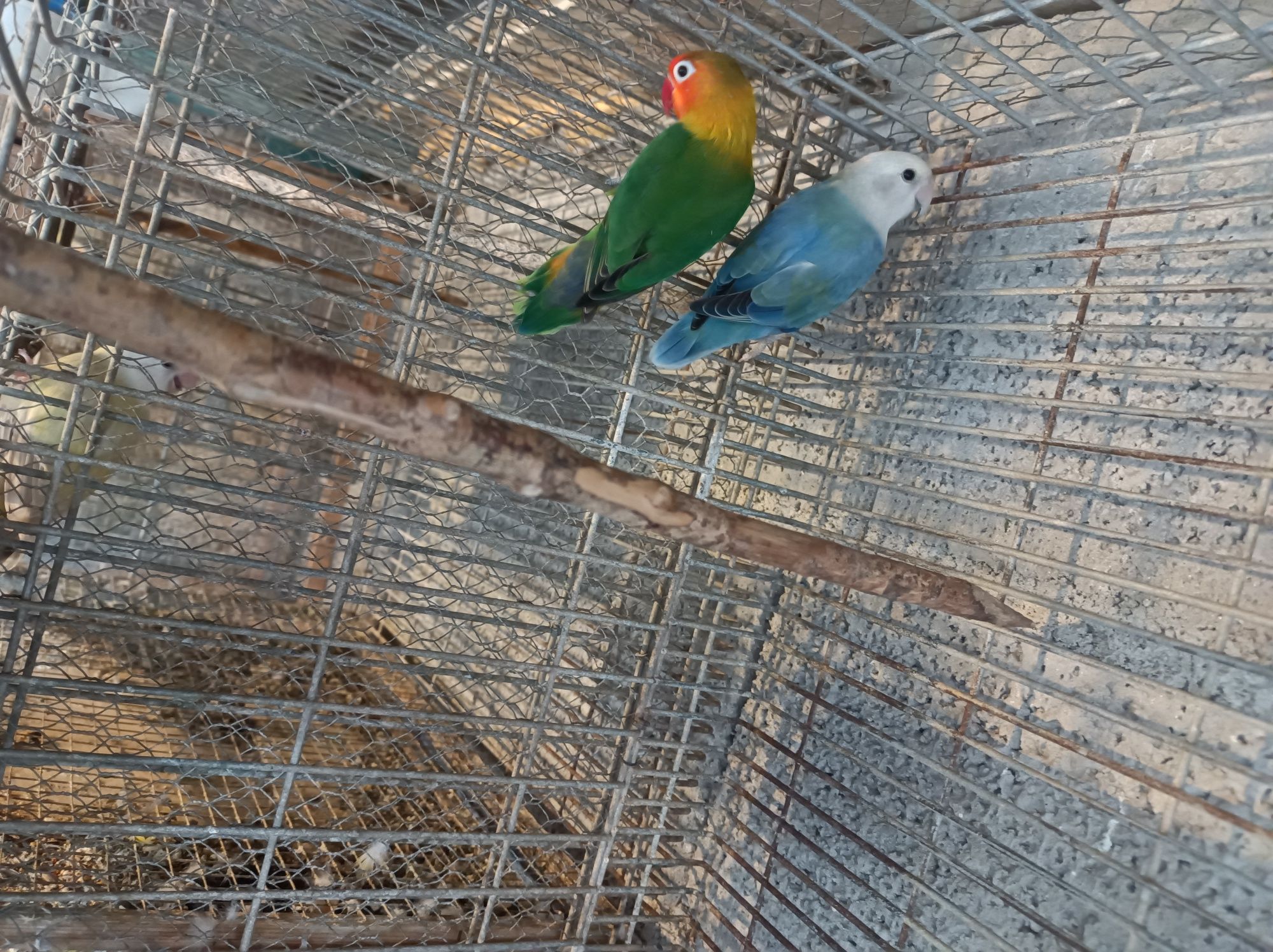 Vendo  6 agapórnis