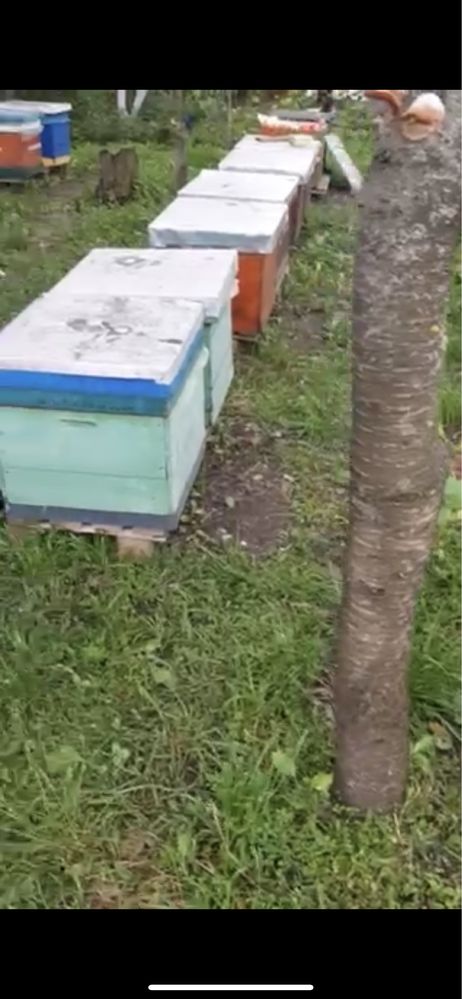 Продам пасіку.Вулики.Рамки.Бакфаст