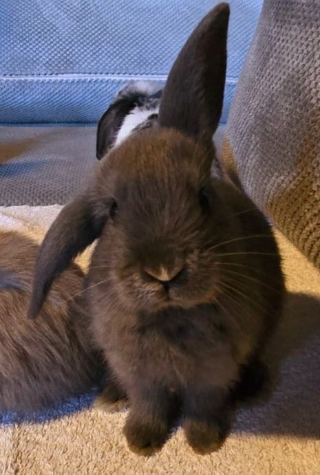 Królik baranek mini lop