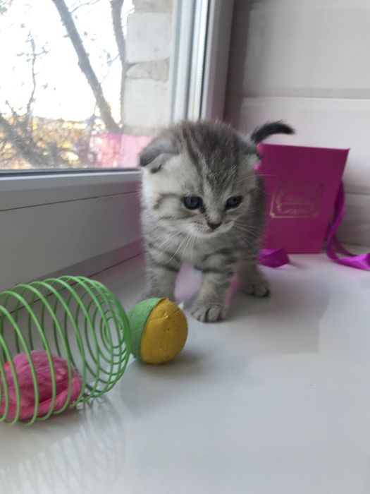 Шотландские котята