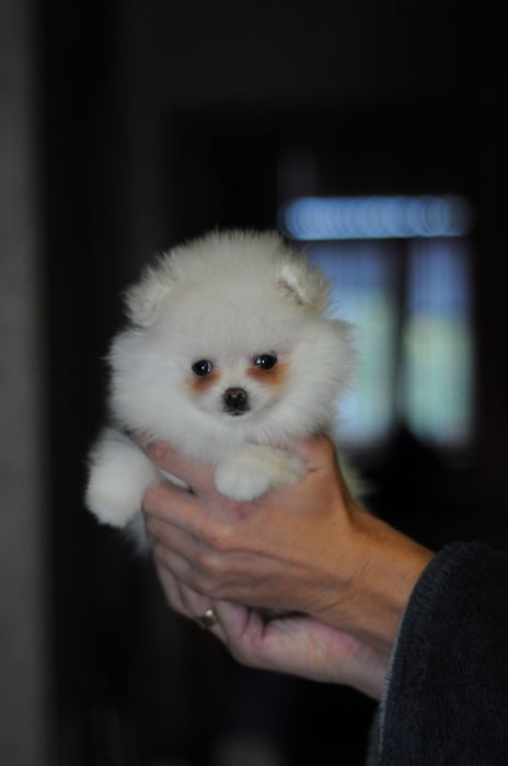 Белоснежная, плюшевая мини девочка