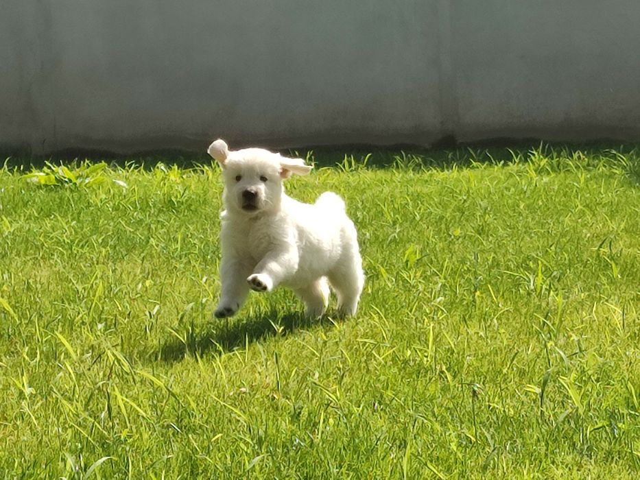Golden retrivier com lop e afixo