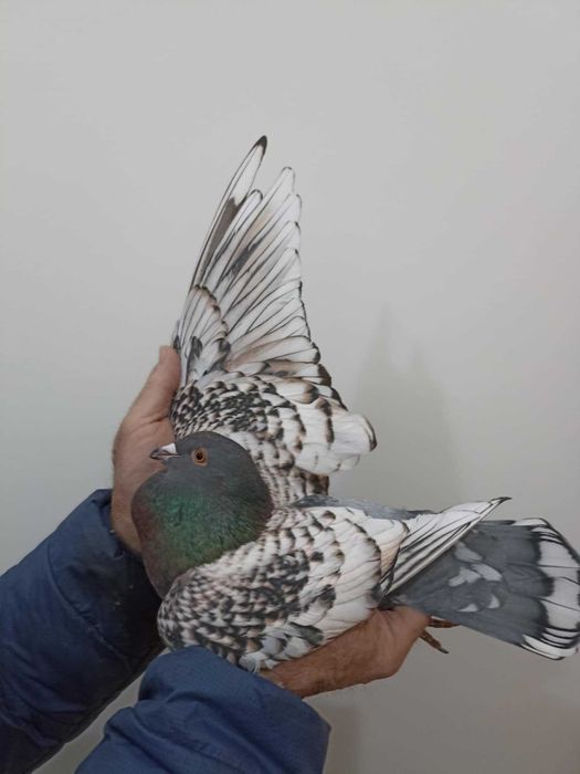 gołębie pocztowe kolor