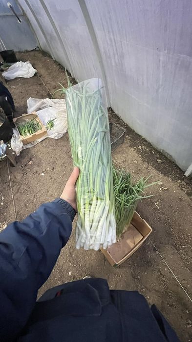 Продам зелену цибулю
