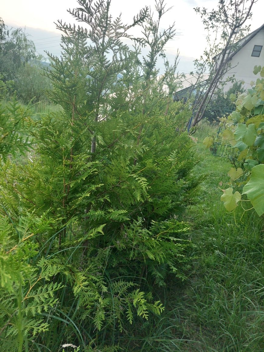 Tuje do ogrodu bardzo ładne.