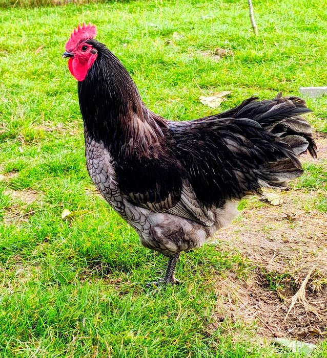 Sprzedam koguty Australorp