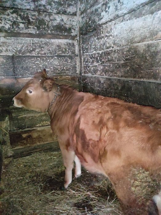 Продам породисту теличку.