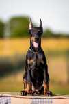 Doberman szczeniak