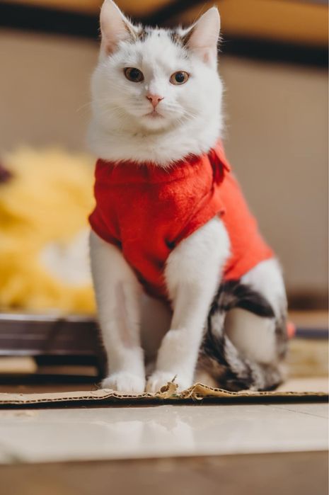 Pchełka-  5m.dasz mi domek? Krakow/ Gorlice