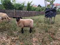 Borrega crusada suffolk