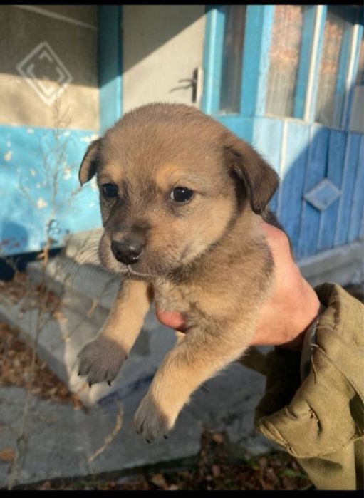 Візьміть маленьке чудо в дім! Хлопчики та дівчатка є