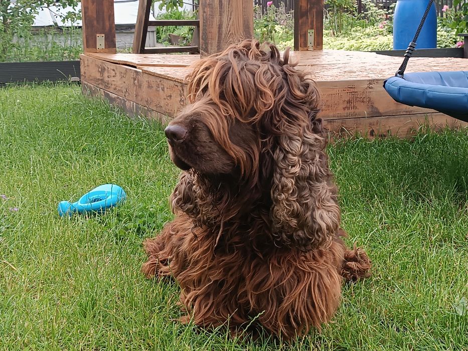 Cocker Spaniele Angielski Sprawdzony Tatuś