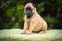 Owczarek Belgijski Malinois suczka FCI