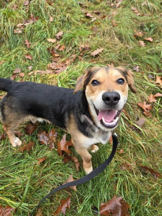 ANGELO - Schronisko dla Zwierząt w Ostródzie