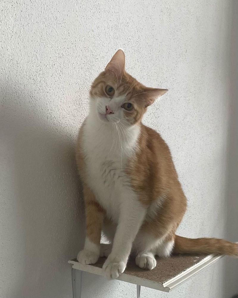 Gato c/ 1 ano para adoção