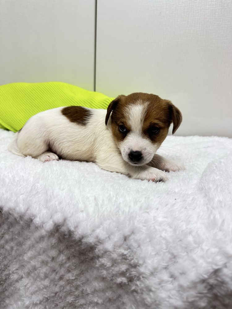 Piesek Jack Russel Terrier z Rodowodem gotowy do odbioru