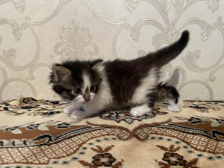 Кошенятко  трьохкольорове