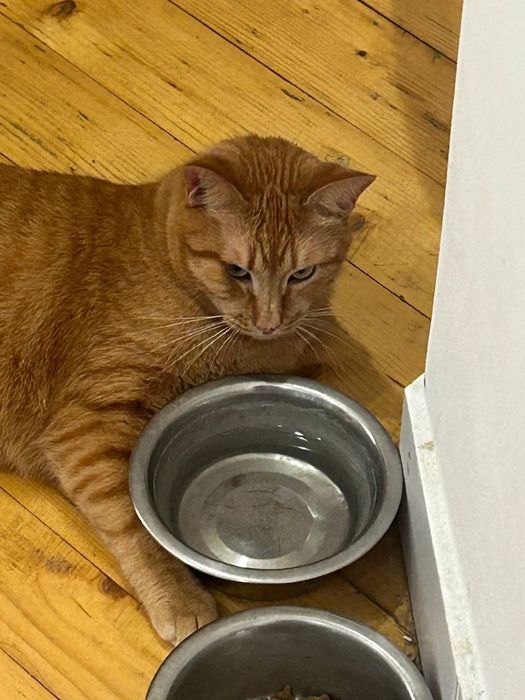 Рудий пухнастий котик рижий котик