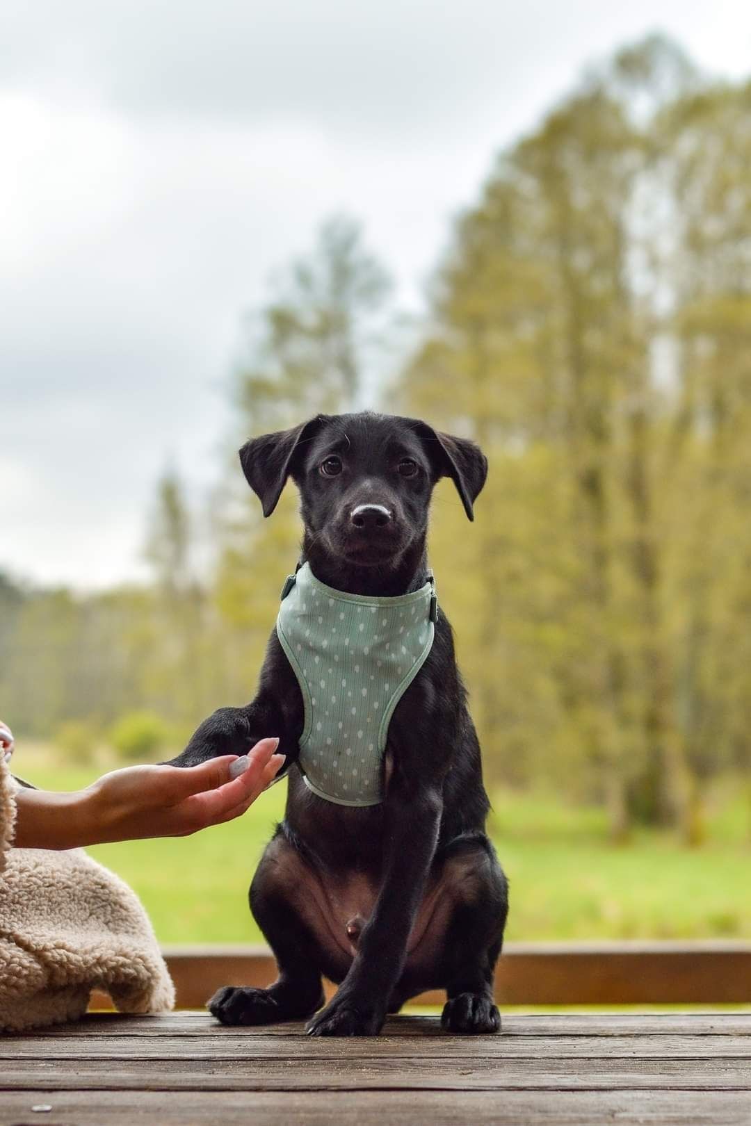 Szczeniak do adopcji pies szuka domu