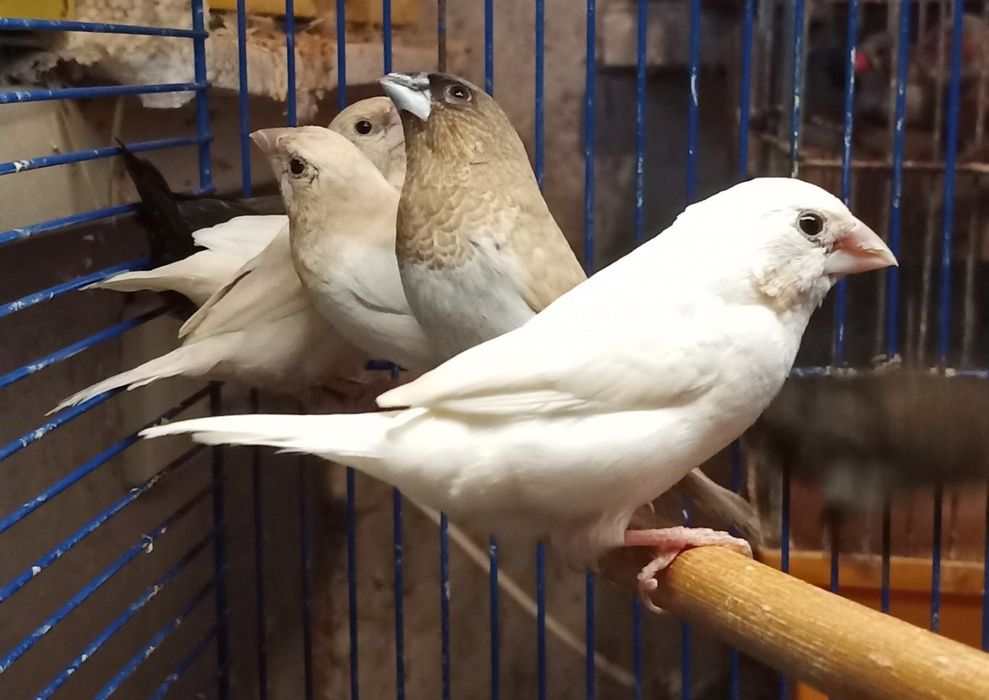 Клітка для амадіни. Клетка для амадины.