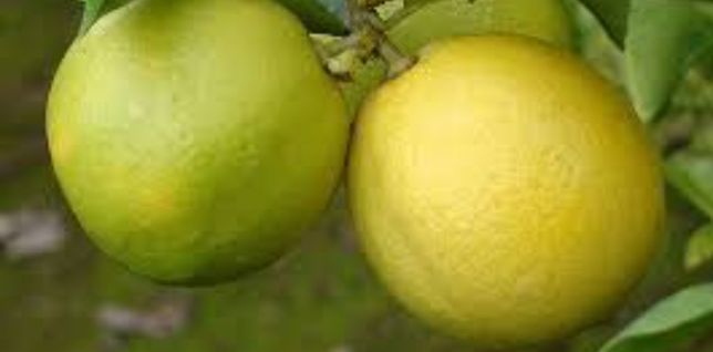 Plantas de limão doce e Lima doce