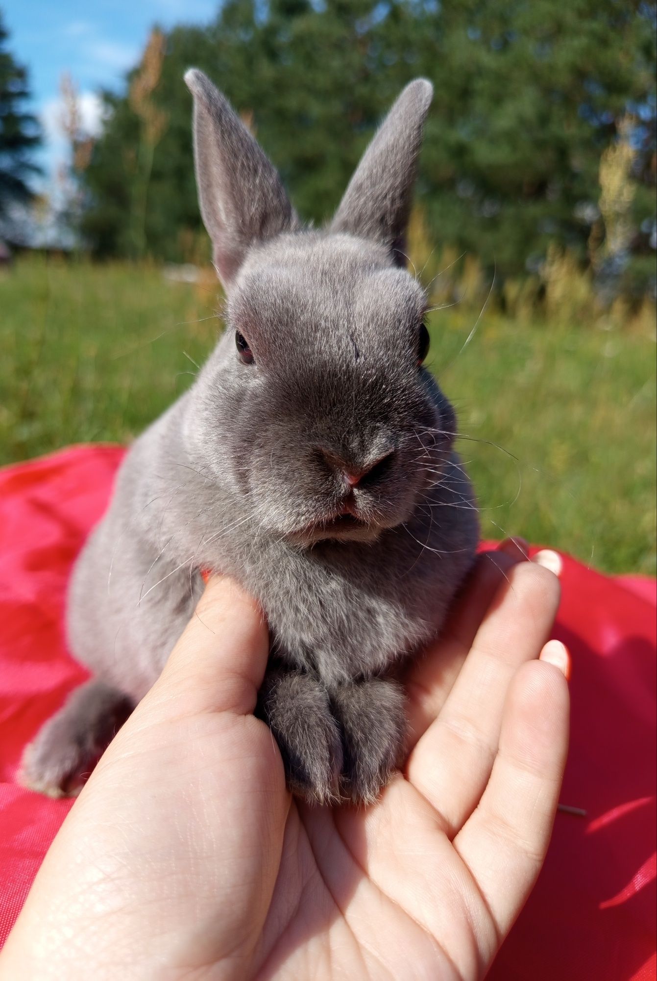 Króliczek królik króliczki baranki rex niderlandzkie