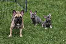 Buldog francuski blue niebieski