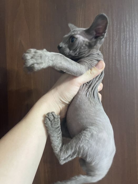 Шикарний сірий хлопчик