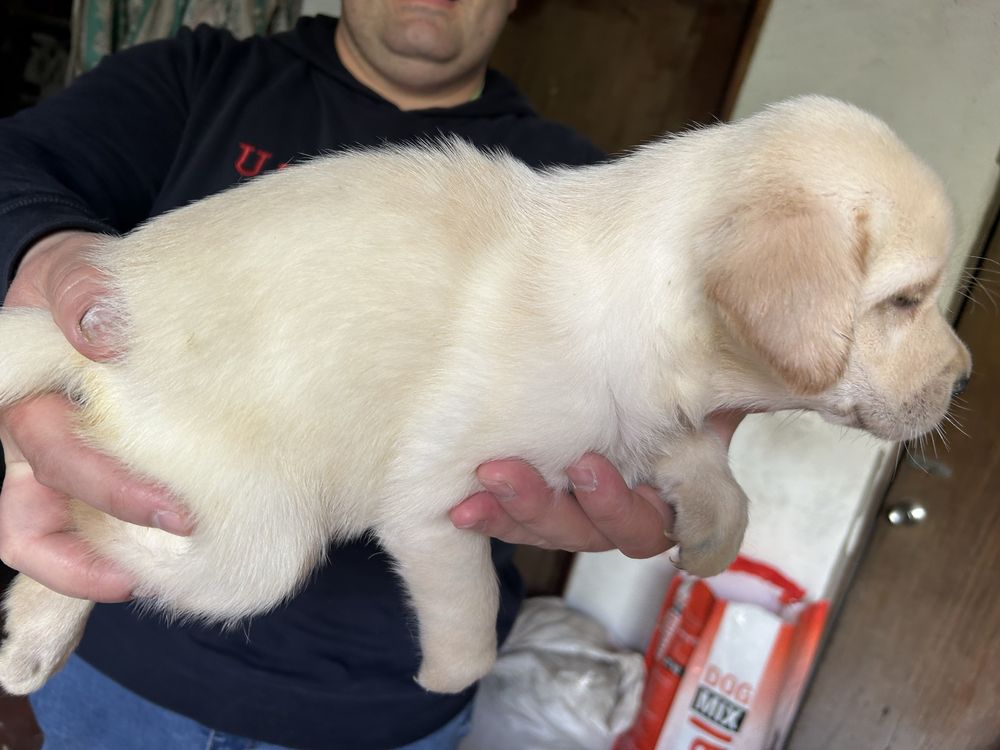 Labrador amarelo