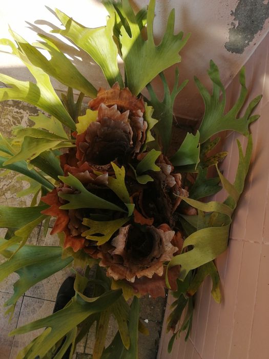 Planta em vaso "Chifres de Veado" Gigante - Platycerium Bifurcatum