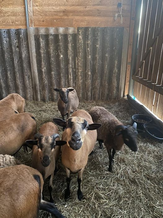 Sprzedam owce kameruńskie